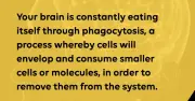 Sự thật về việc não bộ 'tự ăn chính nó': Cơ chế sinh học hay lời đồn giật gân?