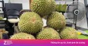 Sầu riêng gai đen tiền triệu vẫn 'cháy hàng' dù giá cao ngất ngưởng