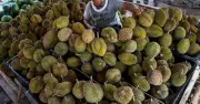 Thời tiết cực đoan tàn phá vụ sầu riêng tại Indonesia, nông dân lao đao