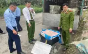 Thu giữ 600 kg nầm lợn đông lạnh không rõ nguồn gốc tại Hưng Yên
