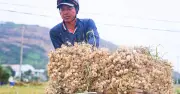 Tỏi Lý Sơn trúng mùa, nông dân 'đắng lòng' vì giá rớt thê thảm