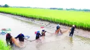 Trà Vinh Nhân Rộng Mô Hình Lúa Hữu Cơ Và Phát Thải Thấp, Hướng Đến Nông Nghiệp Xanh