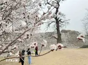 Trung Quốc: Hoa xuân khoe sắc rực rỡ tại Bắc Kinh thu hút du khách