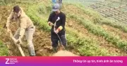 Video Clip Chàng Trai Cày Ruộng Trồng Rau Khiến Dân Mạng Bật Cười