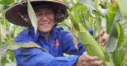 Vườn Bắp 'Mở' Giữa Sài Gòn: Niềm Vui Tuổi Già Và Trải Nghiệm Hái Tại Vườn