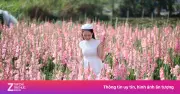 Vườn hoa lay ơn Đà Lạt 'gỡ vốn' bất ngờ nhờ trở thành điểm check-in thu hút du khách