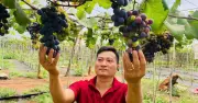 Vườn Nho Trên Đất Bazan: Thành Công Từ Khát Vọng Khởi Nghiệp Ở Tây Nguyên