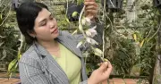 Vườn Trẻ Đặc Biệt: Hành Trình Nhọc Nhằn Cứu Phong Lan Rừng Quý Hiếm