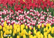 Washington D.C. Rực Rỡ Trong Ngày Hội Hoa Tulip Đầy Sắc Màu