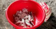 WHO Hỗ Trợ Khẩn Cấp Thuốc Giải Độc Botulinum Cho Bệnh Nhân Ngộ Độc Cá Ủ Chua Ở Đà Nẵng