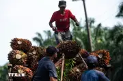Xung Đột Trung Đông Đẩy Chi Phí Xuất Khẩu Dầu Cọ Indonesia Tăng 50%