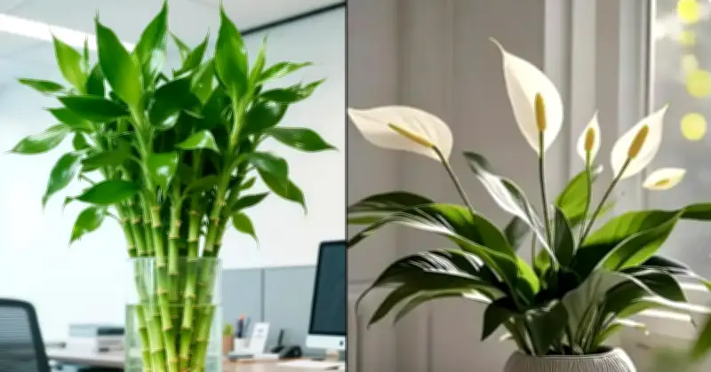 3 cấp cây phong thủy nên đặt cùng nhau để tạo thế sống hòa hợp