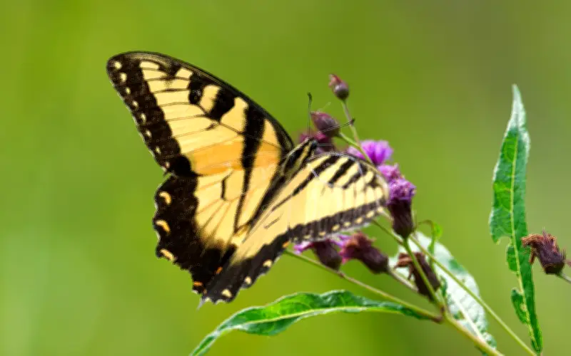 3 Khung Giờ Sinh Mang Mệnh An Yên, Phụ Nữ Sinh Ra Đã Có Phúc Khí Gia Đạo Ấm Áp