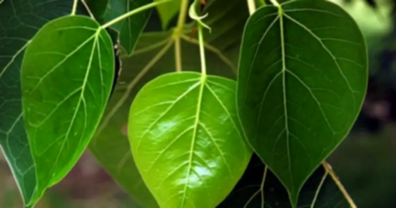 3 loại cây không nên trồng trước nhà: Chuối, đa, xương rồng