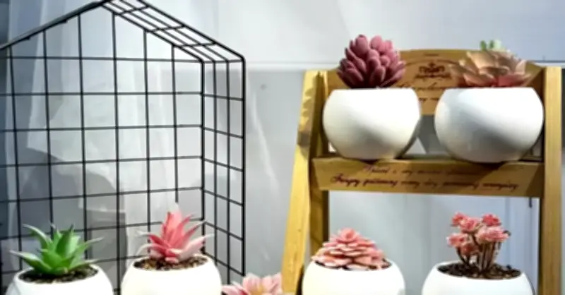 3 Loại Cây Nhỏ Trên Bàn Học Giúp Tăng Tập Trung Và Giảm Căng Thẳng