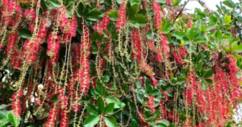 3 Loại Cây Phong Thủy Được Tin Dùng Để Hút Tài Lộc Trước Cửa Nhà