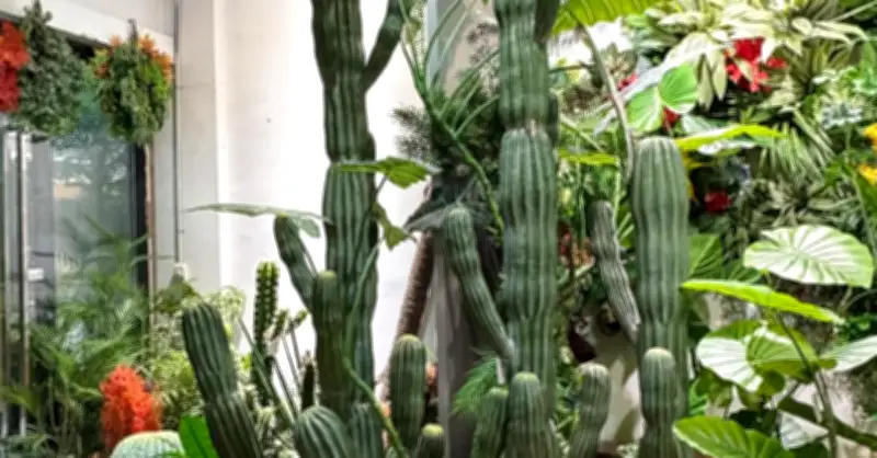 3 loại cây phong thủy cần cân nhắc kỹ trước khi đặt trong nhà