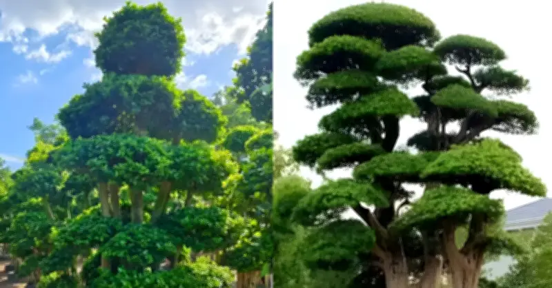 3 Loại Cây Phong Thủy Trồng Trong Nhà Giúp Hút Tài Lộc, Giữ Vượng Khí