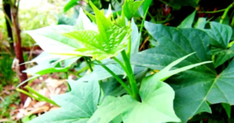 3 Loại Rau Dễ Trồng Tháng 4: Ít Sâu Bệnh, Thu Hoạch Nhanh, Giàu Dinh Dưỡng