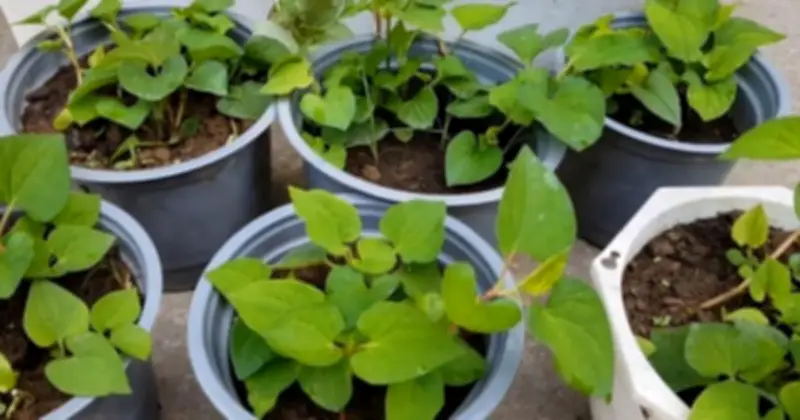 3 Loại Rau Dễ Trồng Tại Nhà Cho Không Gian Nhỏ, Nhiều Công Dụng Sức Khỏe