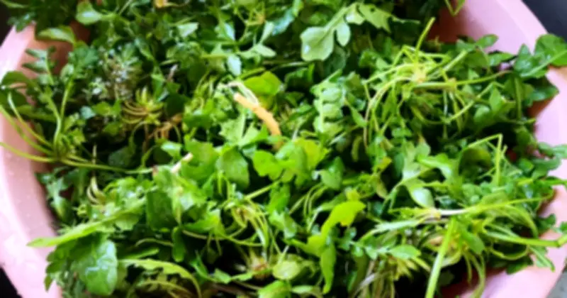 3 Loại Rau Tốt Cho Gan: Cải Bó Xôi, Súp Lơ Xanh Và Rau Tề Thái