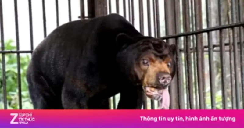 4 Cá Thể Gấu Được Cứu Hộ Từ TP.HCM Về Vườn Quốc Gia Bạch Mã