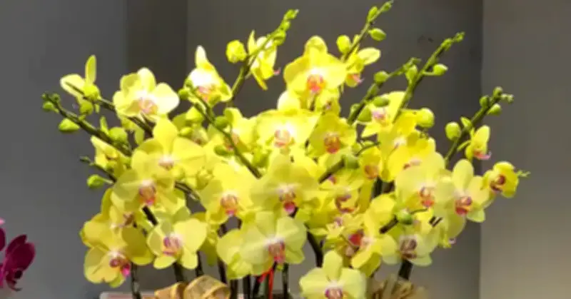 4 cây phong thủy hợp người mệnh Thổ giúp vững vàng và thu hút tài lộc