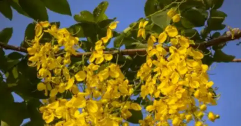 4 Loại Cây Cảnh Giúp Góc Nhỏ Trong Nhà Bừng Sáng Sức Sống