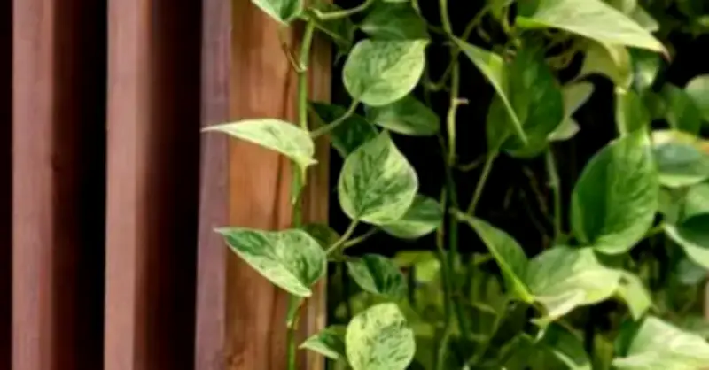 4 loại cây cảnh giúp phòng khách 'lột xác' nhanh chóng, không cần thay sofa