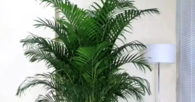 4 Loại Cây Phong Thủy Trồng Phòng Khách, Mang Lại Tài Lộc Dồi Dào