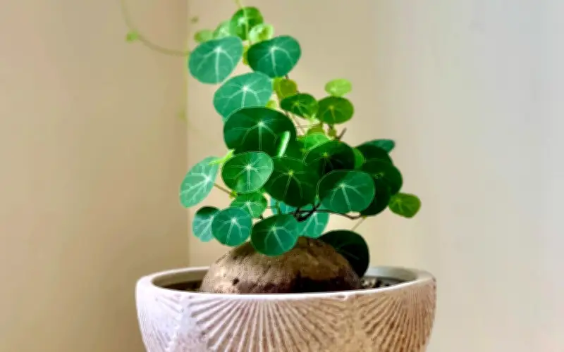 4 Loại Cây Đặt Phòng Khách Vừa Đẹp Hiện Đại Vừa Hút Tài Lộc, Ai Cũng Nên Có