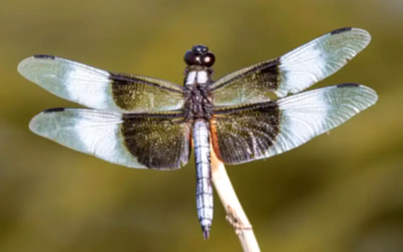 4 Số Cuối Ngày Sinh Âm Lịch: Người Khéo Vun Vén Gia Đình Luôn Thuận Hòa