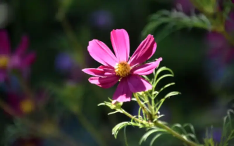 4 Tháng Sinh Âm Lịch Mang Số Mệnh Bình An, Càng Sống Càng Hưởng Phúc