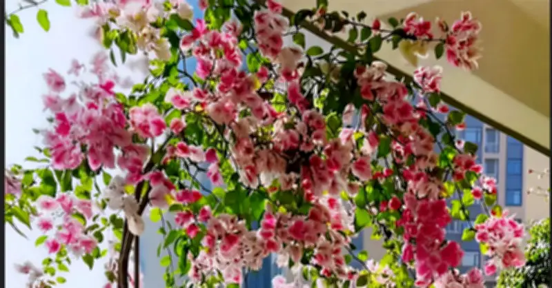 5 Loại Cây Cảnh Dễ Trồng Ở Ban Công, Ít Chăm Vẫn Xanh Mướt