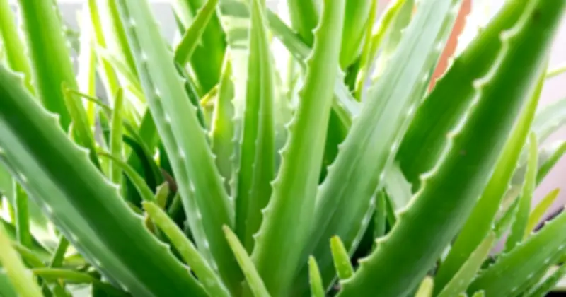 5 Loại Cây Cảnh Dễ Trồng Trên Ban Công Cho Người Bận Rộn