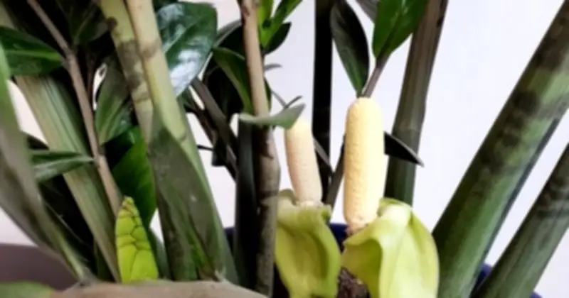 5 Loại Cây Trong Nhà Nở Hoa Báo Hiệu Điềm Lành Theo Quan Niệm Phong Thủy