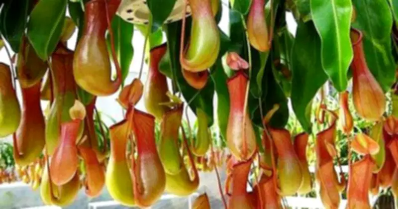 5 Loại Cây Đuổi Rắn Hiệu Quả Nên Trồng Ngay Trong Mùa Hè Này
