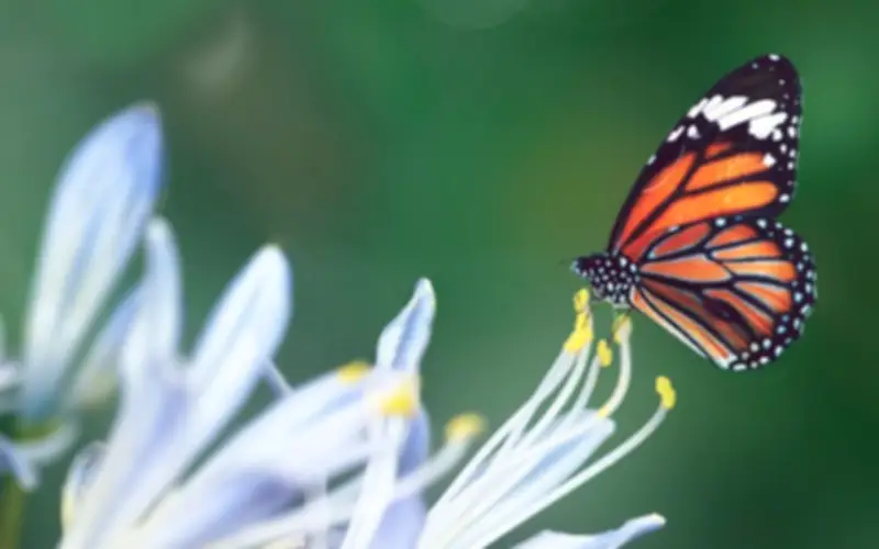 5 Ngày Sinh Âm Lịch Định Sẵn Vàng Son, Càng Về Già Càng Hưởng Phúc Lớn