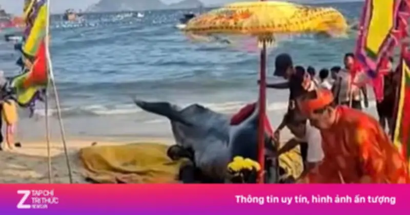 50 Người Không Cứu Được Cá Ông 10 Mét Ở Đắk Lắk, Địa Phương Tổ Chức An Táng Theo Phong Tục