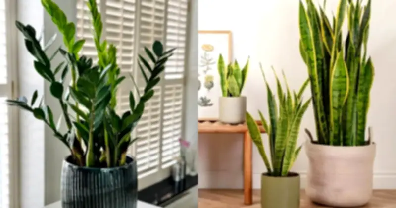 6 Loại Cây Lọc Không Khí Tốt Nhất Theo NASA, Dễ Trồng Cho Nhà Việt