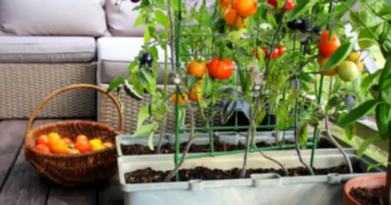 7 loại cây trồng ban công dễ chăm, thu hoạch rau củ quả tại nhà