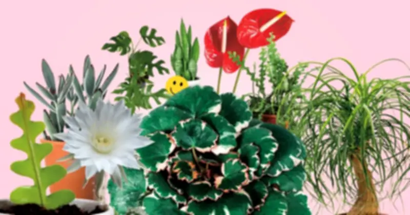 7 Loại Cây Trồng Trong Nhà Giúp Tăng Cảm Giác Hạnh Phúc Và Thư Giãn