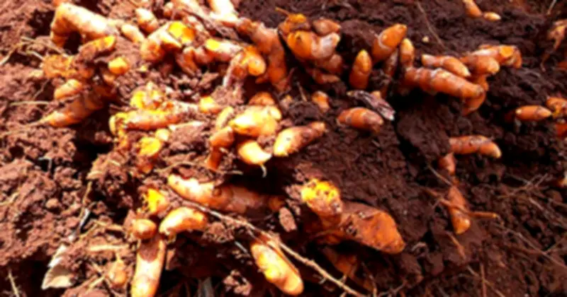 7 Loại Thực Phẩm Hỗ Trợ Thanh Lọc Máu và Tăng Cường Sức Khỏe Tổng Thể