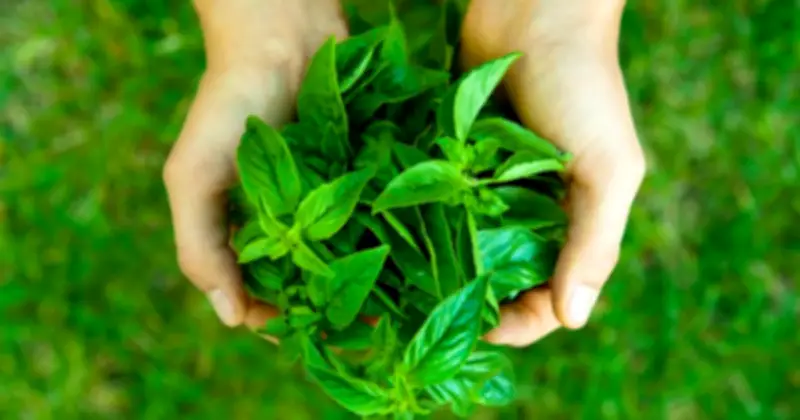 8 Loại Cây 'Siêu Thực Phẩm' Dễ Trồng Trong Nhà, Tốt Cho Sức Khỏe Và Tiêu Hóa