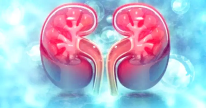 8 Nhóm Thực Phẩm Quen Thuộc Có Thể Âm Thầm Làm Hại Thận Nếu Dùng Quá Nhiều