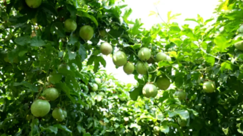 Đưa công nghệ sinh học vào nông nghiệp: Hành trình từ giấc mơ doanh thu tỷ đồng đến Net Zero 2050