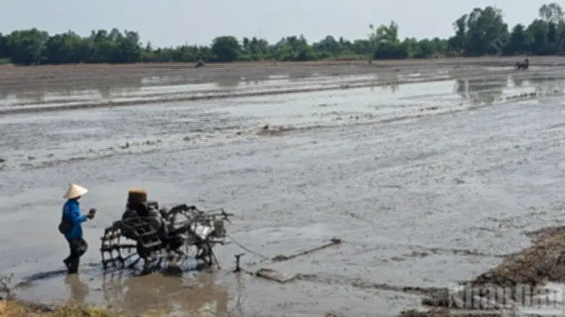 An Giang Định Hướng Cơ Cấu Giống Lúa Chất Lượng Cao Cho Vụ Hè Thu