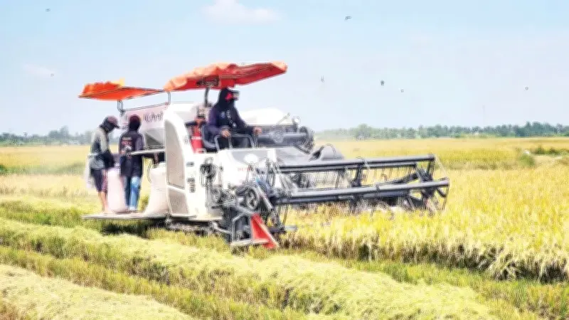 An Giang: Trụ cột xuất khẩu gạo đối mặt thách thức chi phí và liên kết yếu