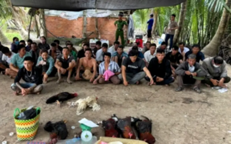An Giang triệt phá điểm đánh bạc đá gà, bắt giữ 36 đối tượng và thu giữ hàng trăm triệu đồng