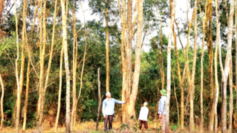 An Mã hồi sinh: Từ vùng đất chó ăn đá thành màu xanh no ấm
